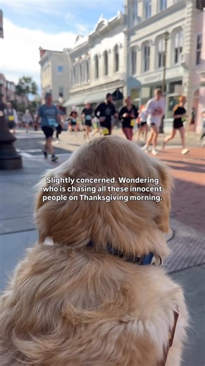 Golden Boy Brooks on Instagram: "Happy Thanksgiving (and turkey trot)! #dog #goldenretriever #thankful #thanksgiving #turkeytrot"