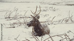 sitting deer during heavy snowfall, natural sound of howling wolf