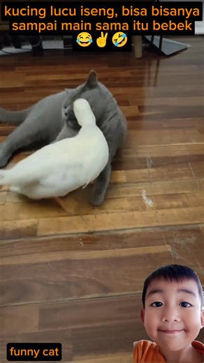 162K views · 4.8K reactions | Kucing lucu iseng bisa bisanya sampai main sama itu bebek  #reels #video #reaction | Rosyad Abdillah Aziz | Facebook