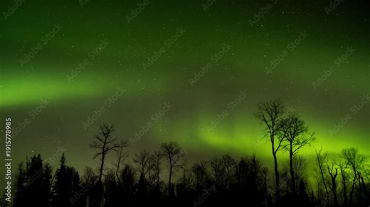 Dramatic Northern Lights flash and ripple across a starry sky in a vivid time-lapse, glowing above dark, silhouetted trees on the horizon.