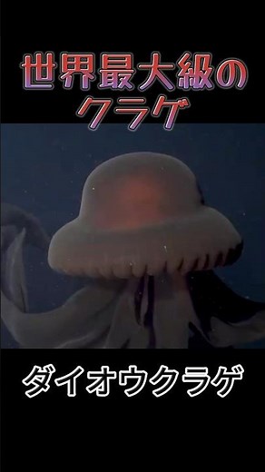 世界最大のクラゲ🪼 #ウソマジクイズ #衝撃 #不思議 #クラゲ#スティギオメデューサ
