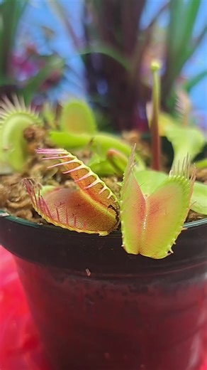 Venus fly trap in the koi pond!! Thinking of making a whole floating carnivorous garden. #carnivorousplant #tropicalplants #venusflytrap #flytrap #nepenthes #drosera #sundew #cephalotus #sarracenia #p | Carnivorous Plants | Facebook