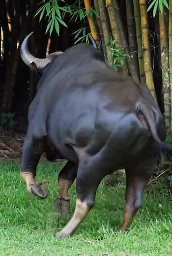 When the giant Gour noticed me… he chose speed over spotlight!” #WildGour #GaurRun #ForestVibes #WildlifeTrending #NatureViral #JungleMoments #EpicWildlife #AdventureShot #IndiaWildlife #WildlifeEncounter #ForestLife #AnimalPlanetVibes #NatureLovers #ViralShorts #ViralReels #TrendingNow | Ooty vlogger