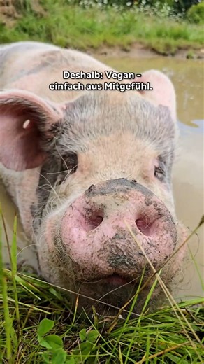 Ein Ort wo Schweine einfach leben können 🐖