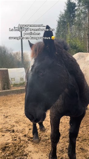 ⭐️Les Grandes Com’ètes 💫 on Instagram: "Prunelle a démarré 2026 en découvrant la neige! Et apparemment… ça transforme les petites percheronnes aveugles en kangourous 😂 Je vous laisse voir par vous même 😉"