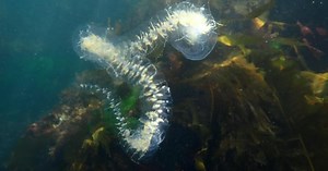 Unique sea creature encounter captured near Victoria