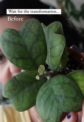 Sulfur on houseplants and common hoya care mistakes