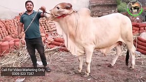 450K views · 5.8K reactions | MEN KHAREED LAITA MAGAR - BAKRA MANDI PAKISTAN JOIN GROUP https://www.facebook.com/groups/BakraMandiPakistan/?ref=share | Bakra Mandi Pakistan | Facebook