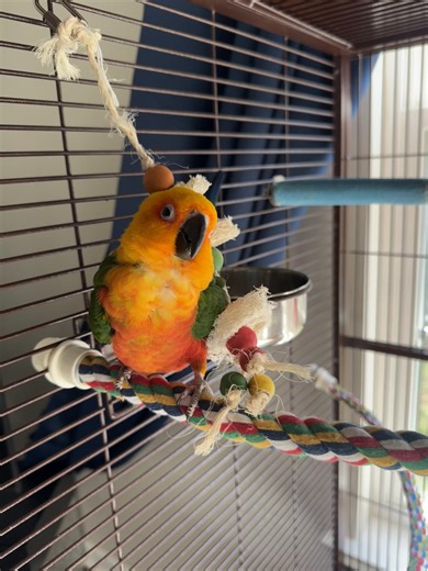 What’s going on?? lol #fyp #foryoupage #parrot #funnypets #conure