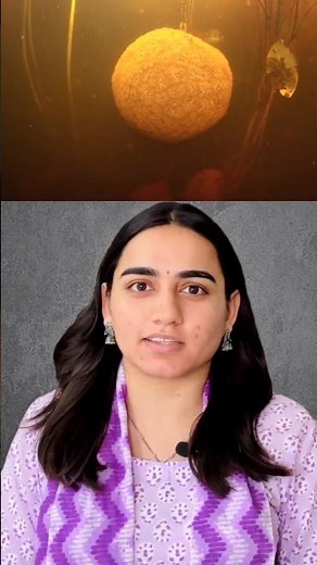 Giant eggs laid by Pacific white skates near active underwater volcano off the Vancouver island