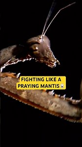 The Art of Mantis Kung Fu