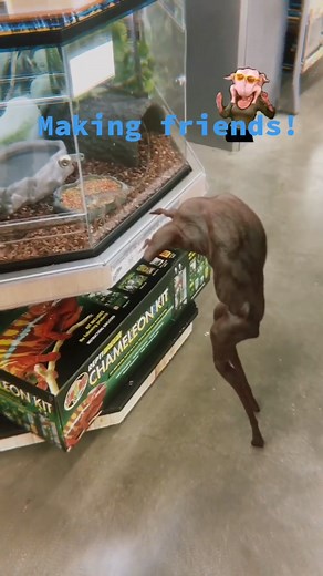 Making Friends with Strange Pets: A Unique Friendship Story