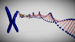 Chromosome structure - Buy Royalty Free 3D model by Ebers