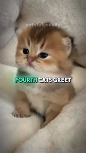 How many of these cat facts did you know? - This video is about: cat facts, cute cats, cat videos #cat #cats #catfacts #catsoftiktok #facts | Amazing Beasts