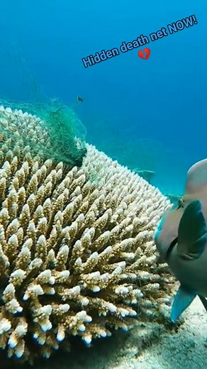 9.5K views · 15 reactions | Witness the **shocking** and...