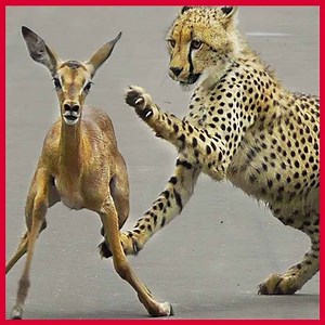 5.5M views · 499 reactions | Leopard Fight Animals - A young leopard is performing prey Attack for the first time | HairStyle Trick | Facebook