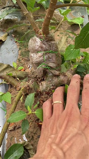 Thử kích mầm sung bonsai: cách kích mầm hiệu quả cho cây sung