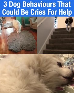 If you notice any of these 3 behaviours, you need to be feeding your dog this 1 chew. | PetLab Co.