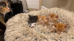 Welcome Mama Ginger and her four, 4-week old chonky Gingersnaps! | foster_kittens