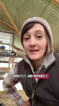 One thing that can surprise people the first time they process rabbits for food is that the body can