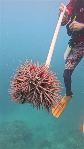 2M views · 6.3K reactions | Crown-of-thorns starfish (COTS) are large...