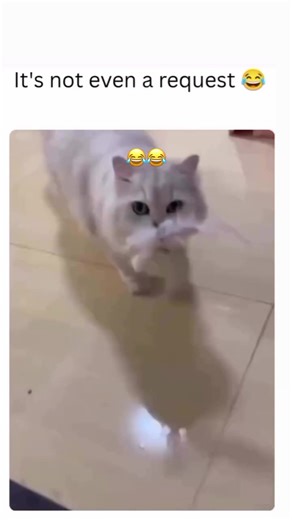 Understanding the Sassy Behavior of White Cats