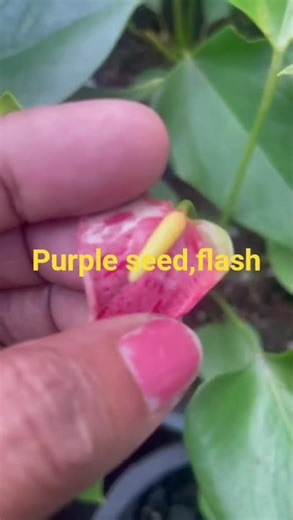 purple seed flash දෙකම5000(0774786563)02/26