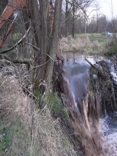 Heavy Water Flow: Excavator Breaks Large Beaver Dam
