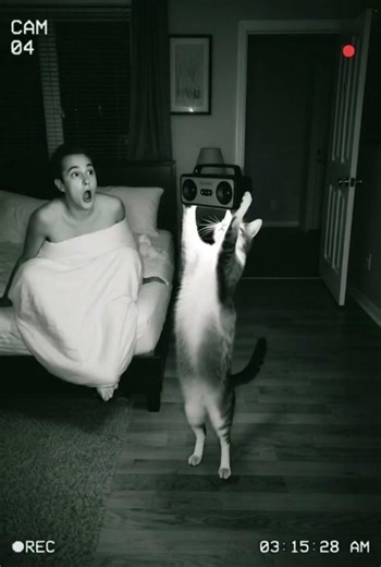 POV: Your cat is a 3 AM DJ 🎧🐈