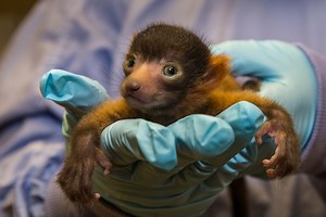 A Rare Red Ruffed Newborn Lemur Explores His Brand New World With Great Big Eyes