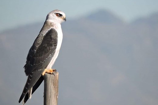 Black-Winged Kite: The Ultimate Guide - Operation Migration