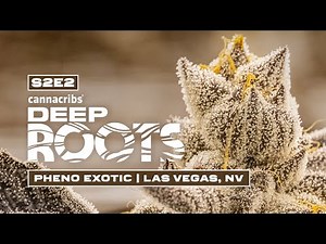 Pheno Hunting Exotic Cannabis Strains with Pheno Hunter S. Thompson - Deep Roots: Pheno Exotic