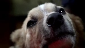 Hundreds of dogs find shelter with Lebanese farmer