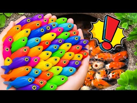 Catch beautiful aquarium fish in small pond Colorful Eggs, Discus, Ornamental turtle, Carp, iguanas