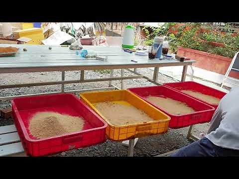 Black soldier fly eggs hatching guide Darwin Australia