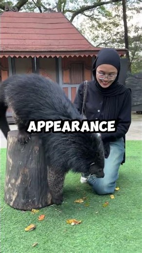 the cat that might actually be a bear🐻😺