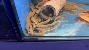 Reed Fish / Rope Fish (Erpetoichthys calabaricus) 🪢🪢🪢🪢🪢🪢🪢🪢🪢🪢🪢🪢🪢🪢🪢🪢 An unusual, snake-like fish from West Africa known for its calm nature and curious behaviour. It can grow up to 40–50 cm (16–20”) and spends much of its time exploring the tank bottom and surface at night. Care: Tank: 250L with tight-fitting lid (they’re escape artists) Water: 24–28°C, pH 6.5–7.5 Décor: Sand or smooth gravel, plenty of caves, wood, and plants for hiding Diet: Meaty foods like bloodworm, prawns, an