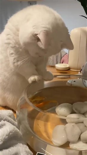 708K views · 6.3K reactions | Cute and funny videos 藍 #viralreels #kitty #funnyvideos #kittycat #cat #us #cute #viralvideos #funnycat #cats #kittens | Crazy Fun | Facebook
