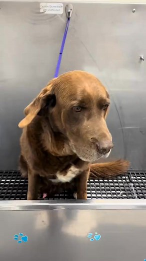 Kona the Chocolate Lab #labsoftiktok #lab #labrador #tutorial #labradorretriever #dogbath #labs #doggrooming #deshedding | Delfina Turiano