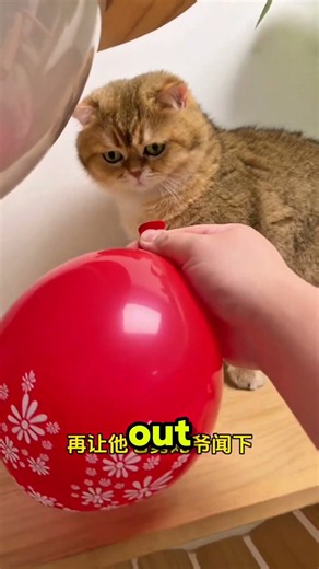 This cat won't stop farting!💨