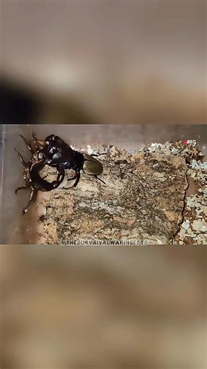 500K views · 8.6K reactions | 廬 When darkness meets armor — it’s war time! The scorpion’s sting vs the beetle’s shield ⚔️ Nature doesn’t play fair, it plays fierce  Who are you betting on?  #thesurvaivalwarinsects #insect #nature #viralreels | The Survival war Insects | Facebook