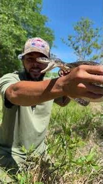 GIANT Rat Snake Found On My Property!