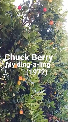 Chuck Berry: My Ding-a-ling (1972)