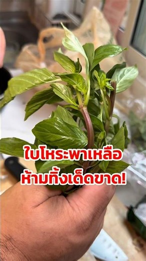 Don't throw away leftover basil leaves! ❌ #KitchenKnowledge #Cooking #EasyRecipes #MakingFood