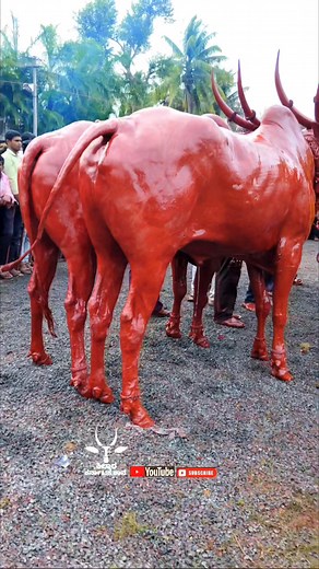 ಜೋಡಿ ಹೋರಿಗಳು ಕಾರಹುಣ್ಣಿಮೇಯಲ್ಲಿ 💥💥 | Killar Karnataka Shan