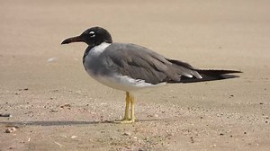 1.7K views · 92 reactions | Endangered bird: Rare white-eyed gull sighted again in UAE Endemic to the Red Sea, the bird has only been sighted thrice before in the country https://gulfnews.com/amp/videos/news/endangered-bird-rare-white-eyed-gull-sighted-again-in-uae-1.1668320349590 | Gulf News | Facebook