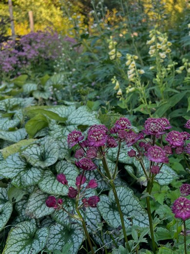 Katarina Olsson | Trädgårdsmästare | Alla hjärtans dag – i rabatten 🍃 Möt en riktigt pålitlig perenn! Brunnera macrophylla ‘Jack Frost’ – kaukasisk förgätmigej med blad som... | Instagram