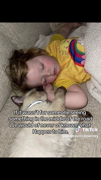 In Loving Memory of Bluey: A Family's Heartbreak