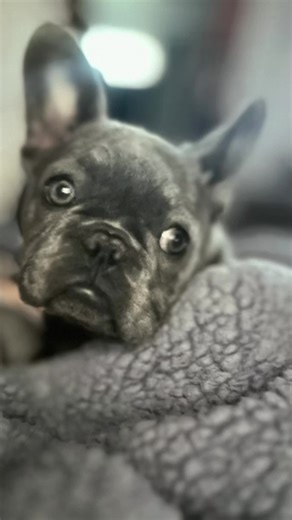 Meet Molly, our stunning all-blue French Bulldog 💙 Her rare coloring and sweet personality make her one of a kind! Ready to melt hearts and be the center of attention wherever she goes. #BlueFrenchie #FrenchieLove #PuppyPerfection #RareBlueFrenchie #BulldogsofInstagram #FrenchBulldogPuppy #puppygoals