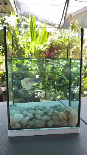 Betta Fish Water Change: Step-by-Step Guide